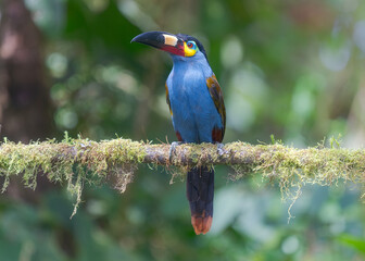 Plate-billed Mountain Toucan, Andigena laminirostris