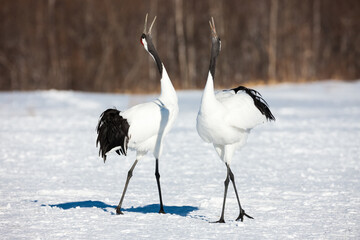 Japanese red head Tancho cranes in Hokkaido, Japan