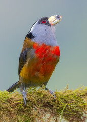 Toucan Barbet, Semnornis ramphastinus