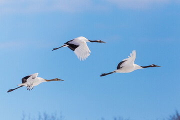 Japanese red head Tancho cranes in Hokkaido, Japan