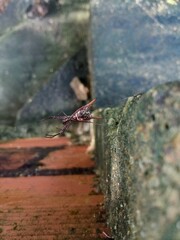 dragonfly on a stone