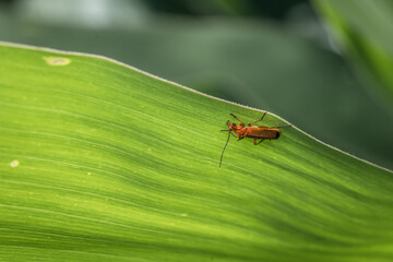Ein braun rot orange gefärbter Weichkäfer hängt an einem Stiel  einer Pflanze im Garten in freier Natur, Deutschland