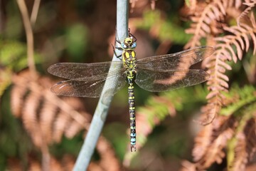 Libellule jaune
