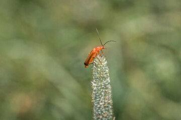 Ein braun rot orange gefärbter Weichkäfer hängt an einem Stiel  eines Grashalms im Garten in freier Natur, Deutschland
