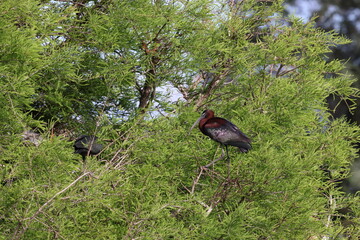 glossy ibis (Plegadis falcinellus) Wakodahatchee Wetlands Florida USA
