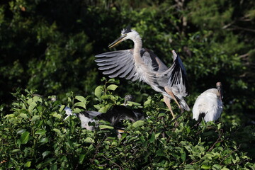  Great Blue Heron Wakodahatchee Wetlands Florida USA