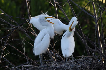   Great Egret Wakodahatchee Wetlands Florida USA