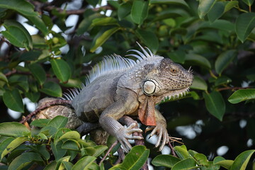 green iguana (Iguana iguana) Wakodahatchee Wetlands Florida USA
