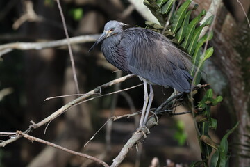 Tricolored Heron (Egretta tricolor) Wakodahatchee Wetlands Florida USA