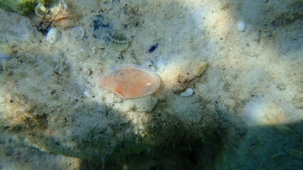 Seashell of bivalve mollusc Mediterranean tellin (Peronaea planata) on sea bottom, Aegean Sea, Greece, Thasos island © Alexey