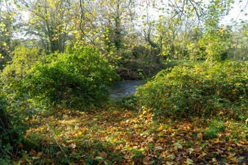 autumn in the park