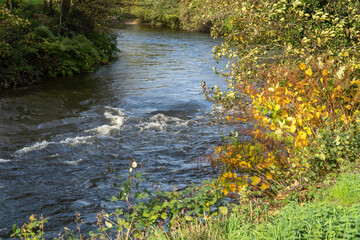 river in the woods