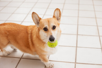Corgi dog playing with a tennis ball at the terrace of an apartment or house. Cute welsh corgi...