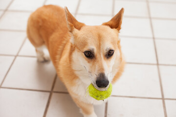 Corgi dog playing with a tennis ball at the terrace of an apartment or house. Cute welsh corgi Pembroke purebred looking funny. Funny moment of living with a dog.