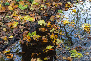 autumn leaves on a tree