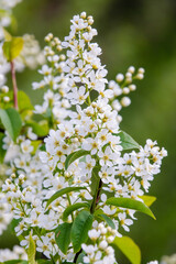 European bird cherry