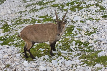 A female mountain goat (Ibex) shot from close proximity in the Italian Julian Alps