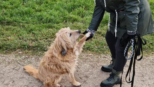 Hund gibt Frau seine Pfote und wird gestreichelt 
