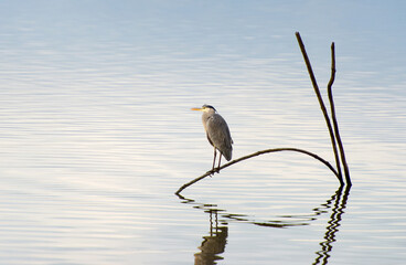 Airone cenerino (Ardea Cinerea)