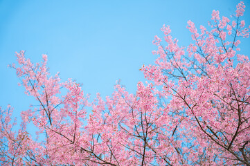 Beautiful cherry blossom sakura with blue sky