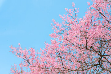 Beautiful cherry blossom sakura with blue sky