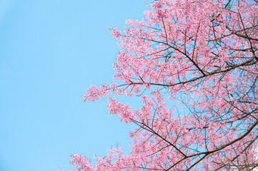 Beautiful cherry blossom sakura with blue sky - Powered by Adobe