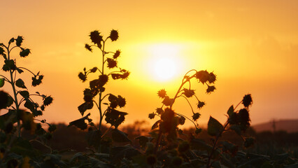 Fototapeta na wymiar Summer landscape, sunny sunflowers