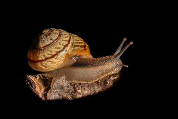Close up of a fantastic snail balancing its house on a branch