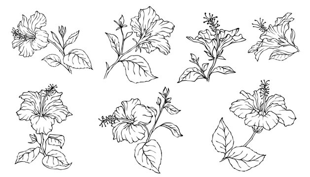 Collection of linear sketches of hibiscus buds and flowers.
Vector graphics.