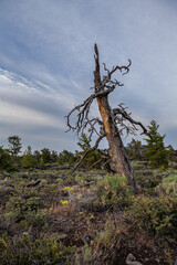 Dead Tree in Craters of the Moon National Monument