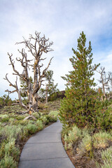 A path in Craters of the Moon National Monument