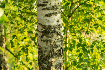 Brzoza w ogrodzie letnią porą. Młode drzewo z zielonymi liśćmi w jasny dzień - obrazy, fototapety, plakaty