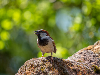 common sparrow bird close up