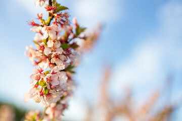 selective focus of cherry blossoms outdoors, blurred background