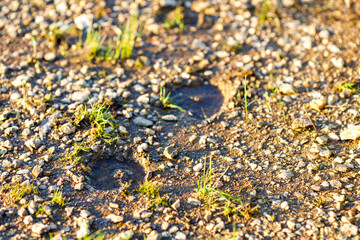 footprints on the river bank of an ungulate animal