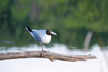a seagull bird sits on a wooden branch on one leg