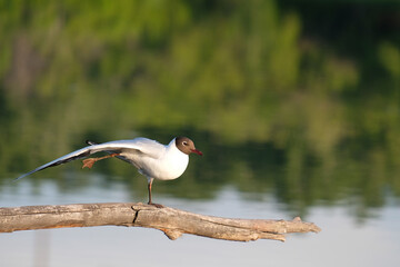 the bird took its leg away while standing on a branch on the other leg