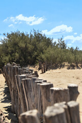 Fototapeta na wymiar Natural barrier on the beach of Pinamar 