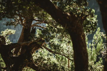 trunk of a tree at Samaria Gorge, Crete 