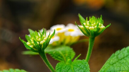 Nature of West Kalimantan