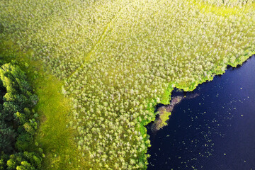 Aerial view of lake water and green forest trees. Summer landscape, beautiful nature