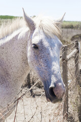 Portrait of a white horse on a farm