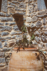 Plant in ceramic pot 
