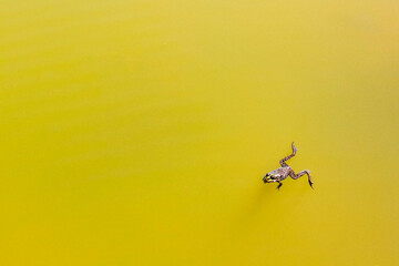 Green frog toad swims in green pond lake in Germany.