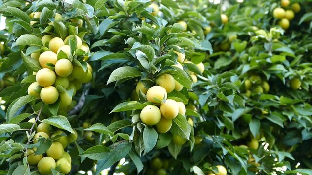 large amount of yellow ripe plums on plum tree,close-up yellow ripe plums,plums on branch close-up,