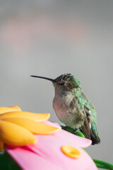 Hummingbird sitting on a feeder
