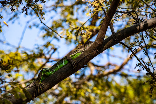 shimmering colorful black and green iguana (Stenocercus) sits on a branch