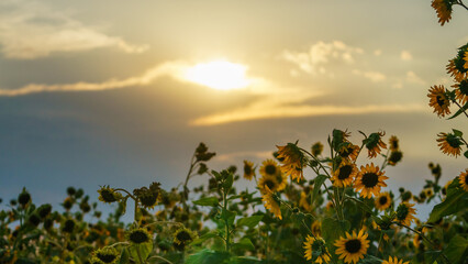 Fototapeta premium Summer landscape, sunny sunflowers