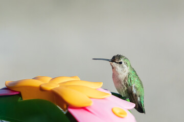 Hummingbird sitting on a feeder
