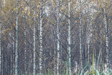 full frame texture of autumn birch forest with white trunks and yellow golden leaves
